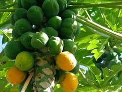 木瓜生长期中什么时候喷施叶面肥效果最佳？