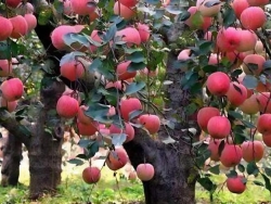 春季栽培苹果对水肥有什么要求？
