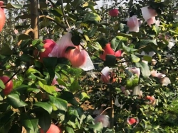 发生苦痘病的苹果园应该怎样管理？