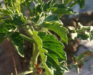 西红柿在种植过程中有哪些主要病害需要注意预防？