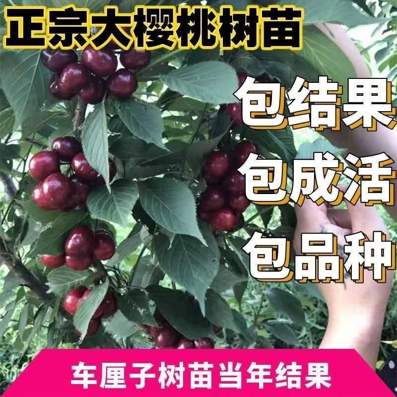 樱桃盆栽