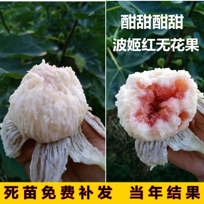 无花果盆栽