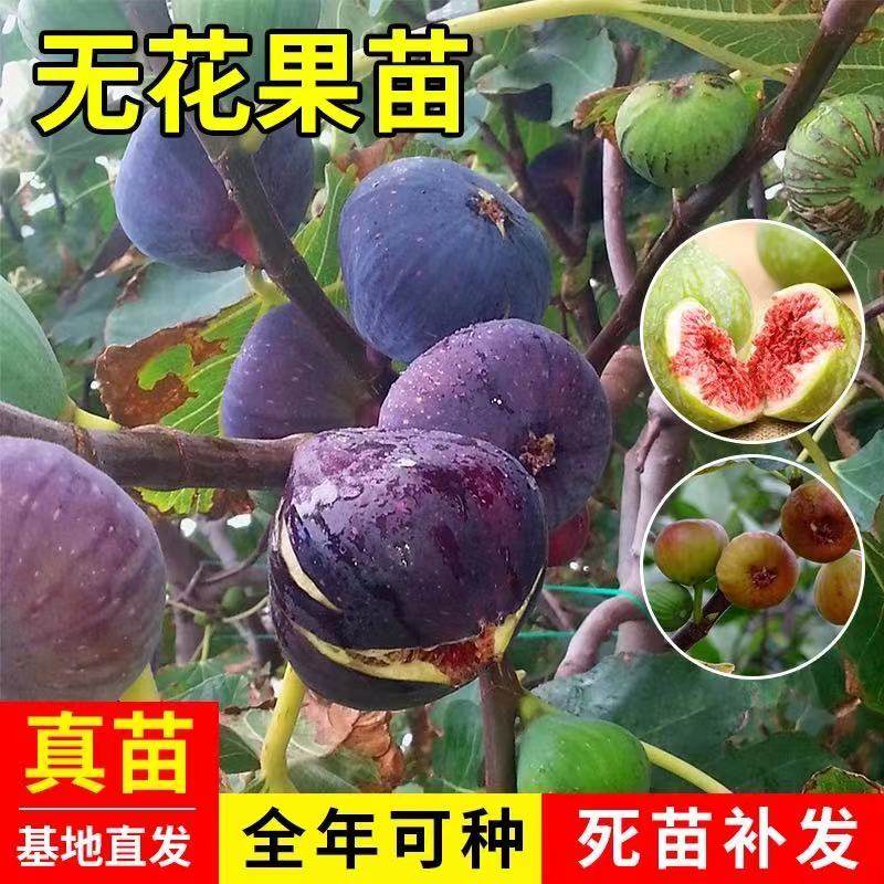 无花果盆栽