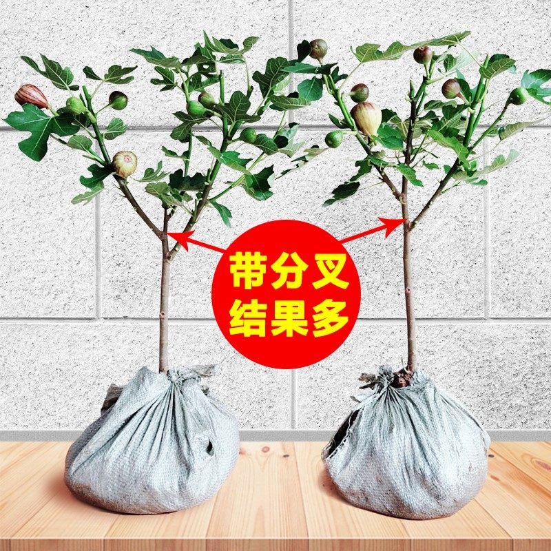 无花果盆栽