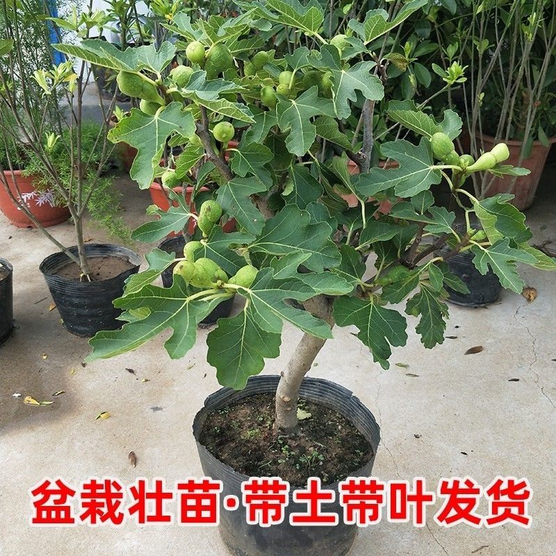 无花果盆栽